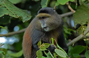 Rwanda National Parks