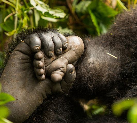 3 Days Gorilla Trek Uganda Tour via Kigali Rwanda