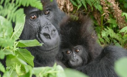 Is Gorilla Trekking Safe?