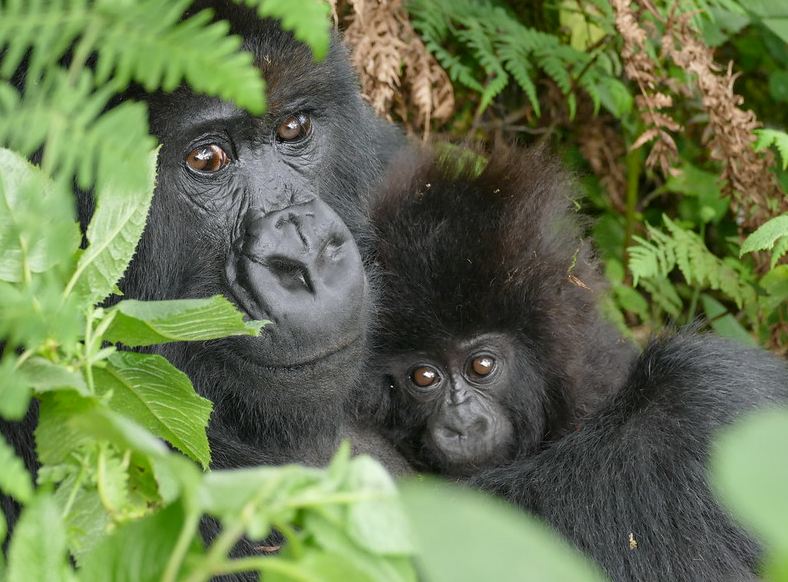 Is Gorilla Trekking Safe?
