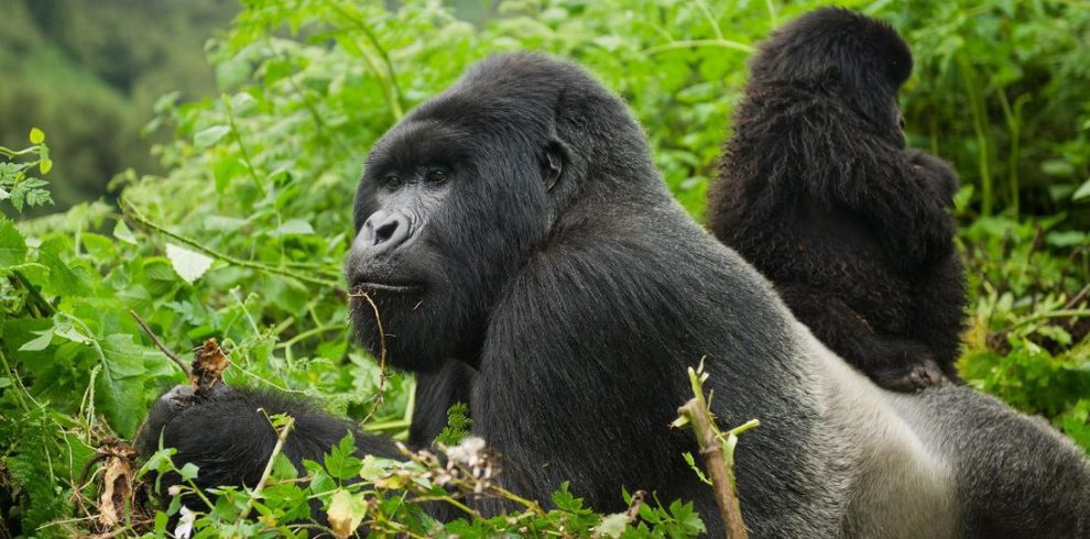 2 Day Gorilla Trekking Uganda