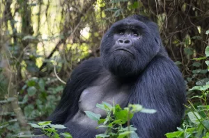 Best Uganda Safari Tours