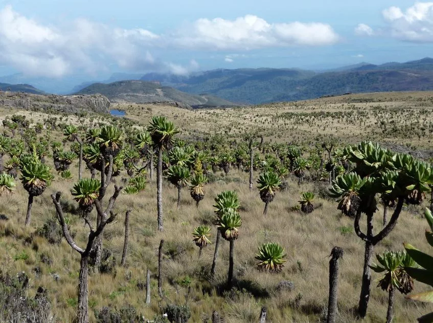 Mount Elgon National Park