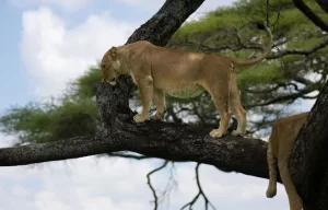 7-Day Uganda Wildlife Safari