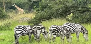 National Parks In Uganda