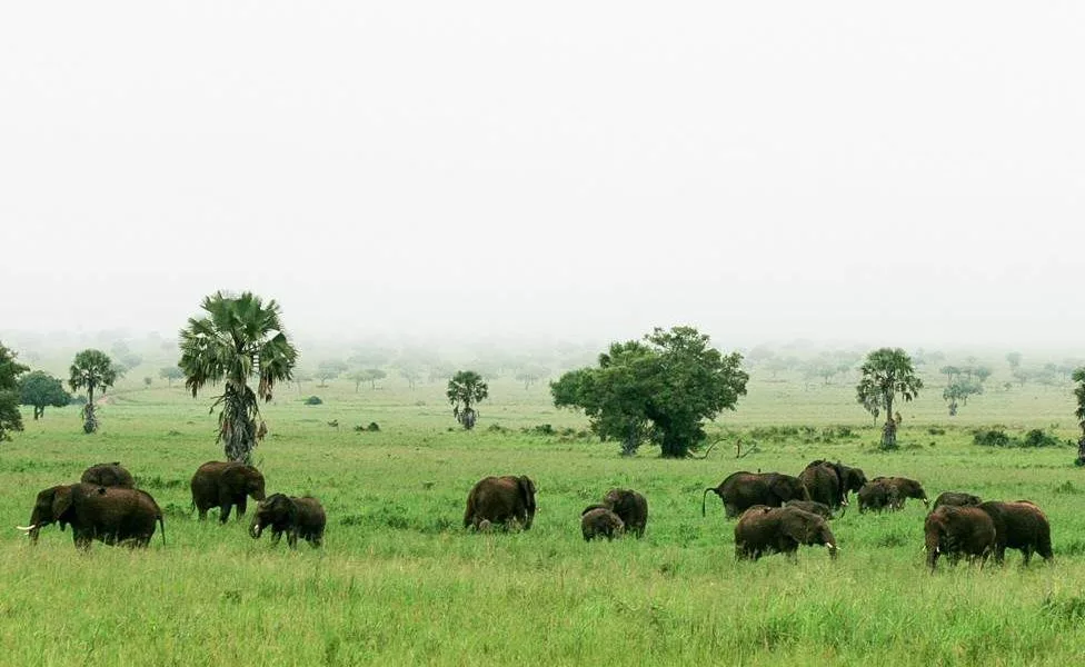 Things to do in Kidepo Valley National Park