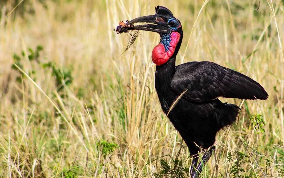 Things to do in Kidepo Valley National Park