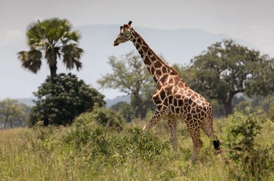 Things to do in Kidepo Valley National Park