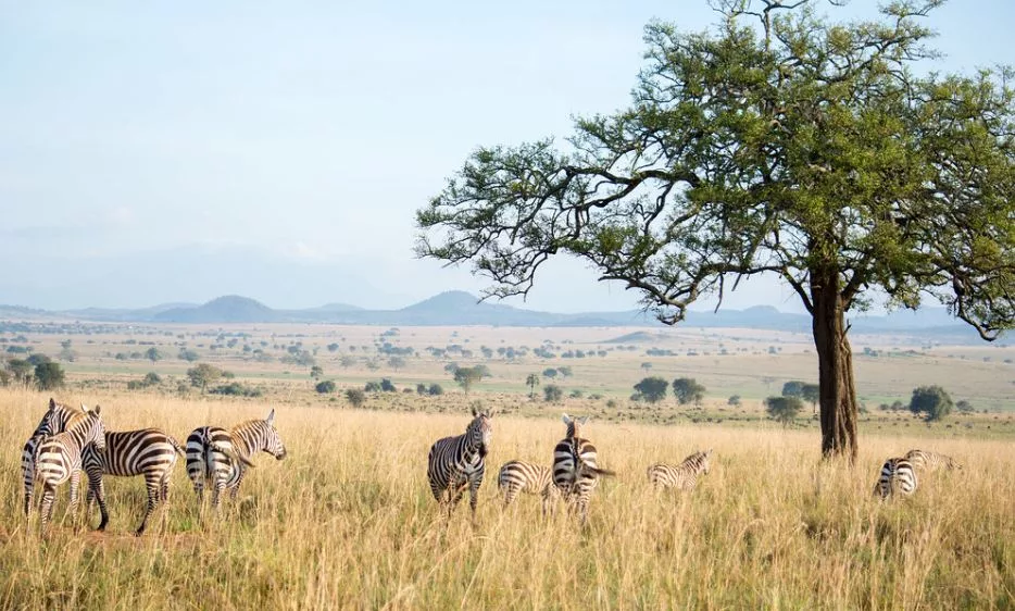 Things to do in Kidepo Valley National Park