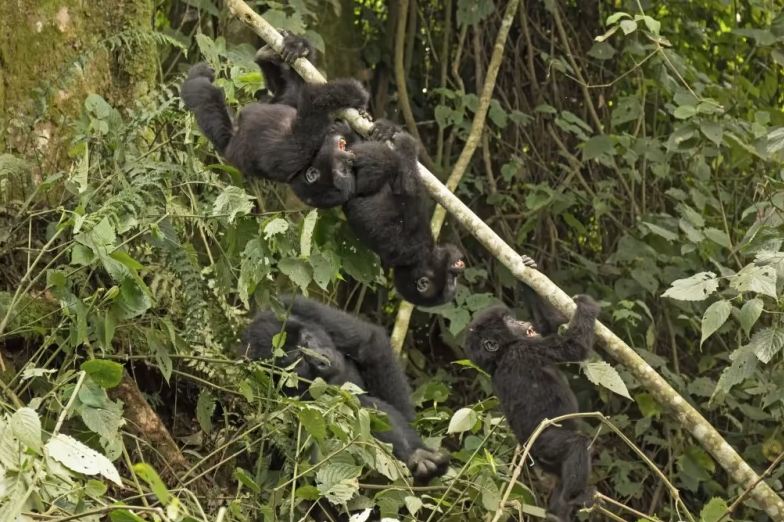 4 Day Uganda Gorillas Flying Safari