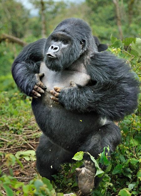 Is Gorilla Trekking Safe