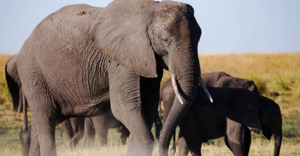 Uganda safari packages
