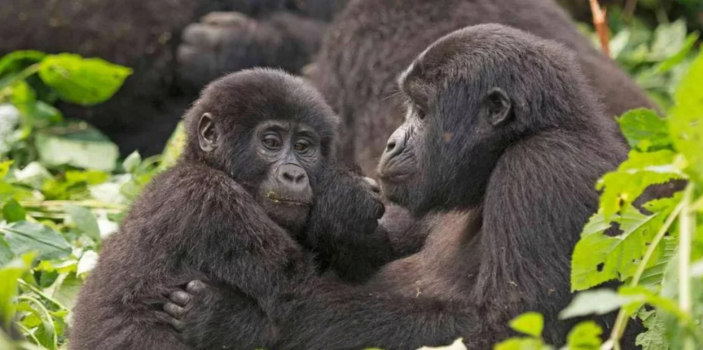 Uganda safari packages