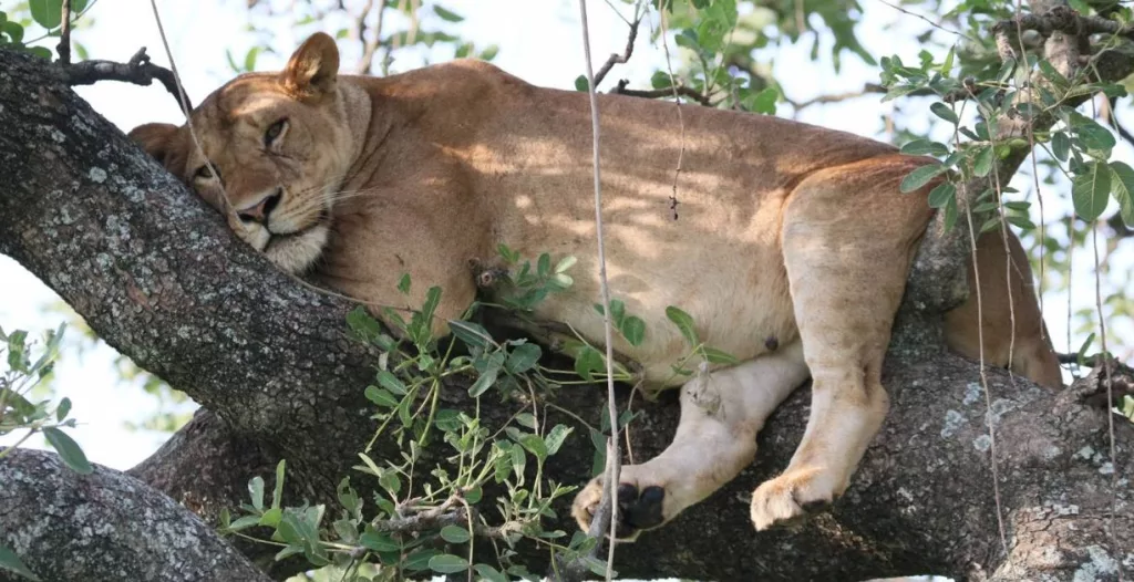 Uganda safari packages