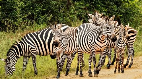 Uganda wildlife safaris