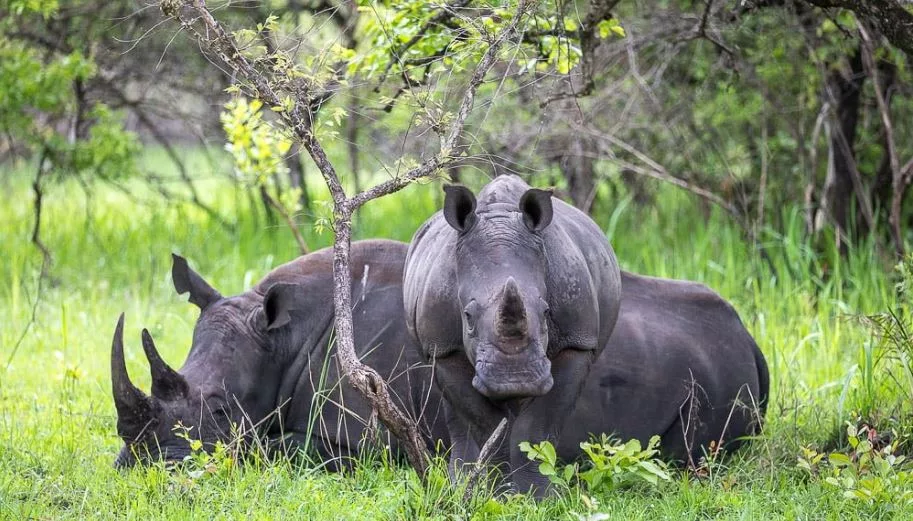 Ziwa Rhino Sanctuary