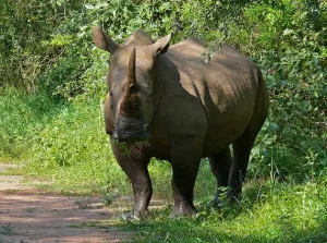 7-Day Uganda Wildlife Safari
