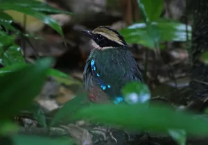 birds in Kibale Forest National Park