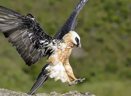 birds in Mount Elgon National Park