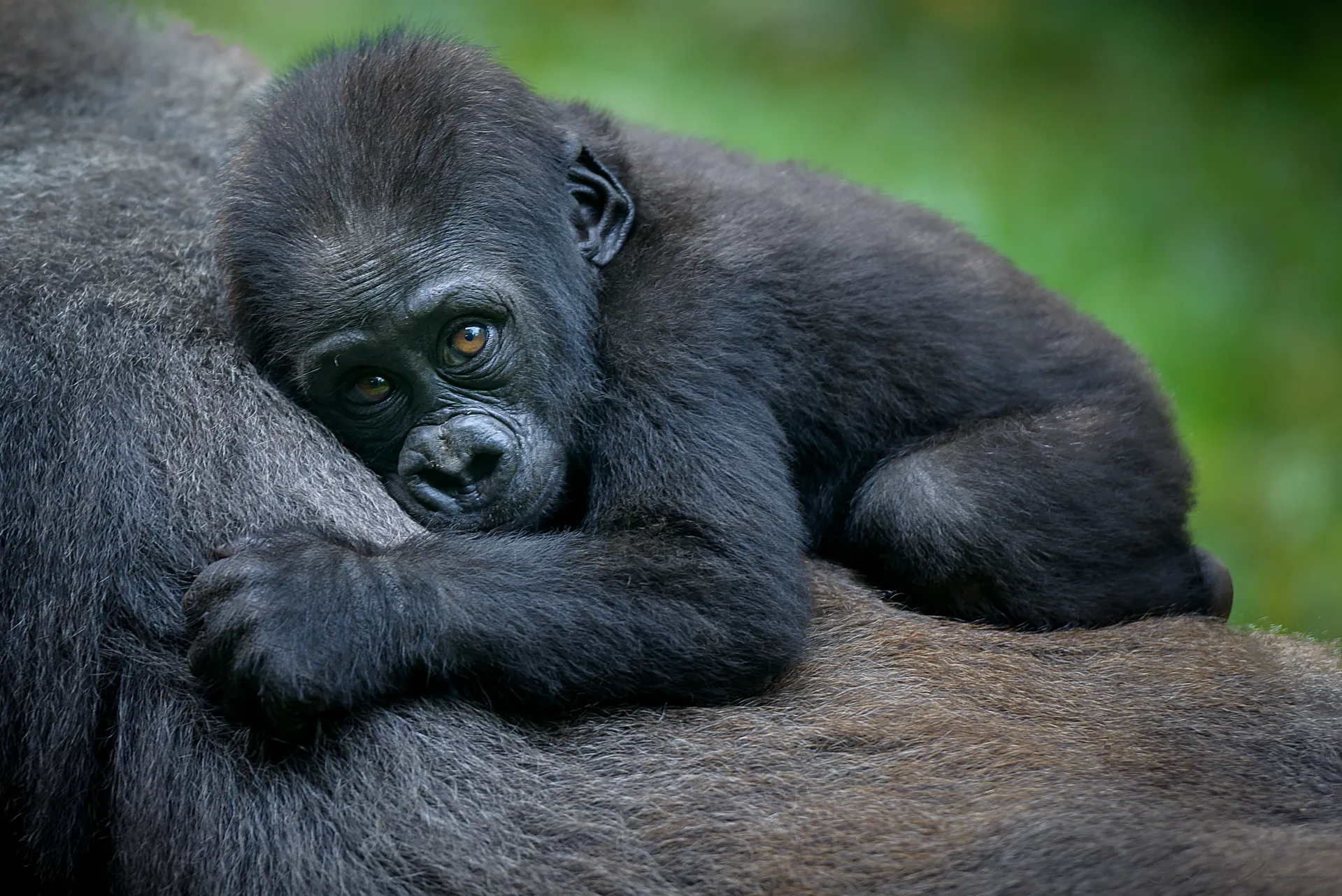 3 Days Fly-In Gorilla Safari Uganda