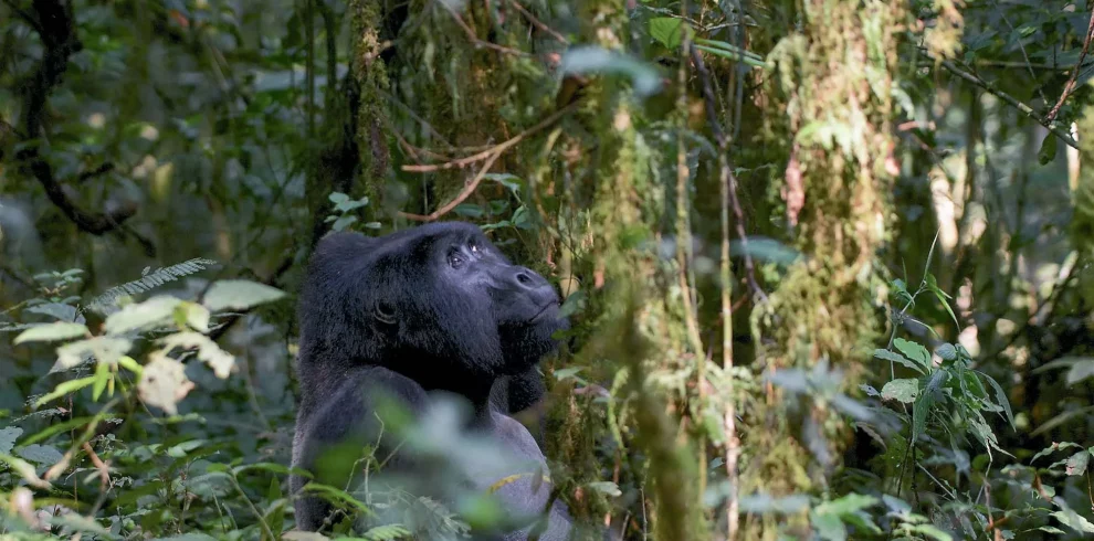 3 Days Fly-In Gorilla Safari Uganda