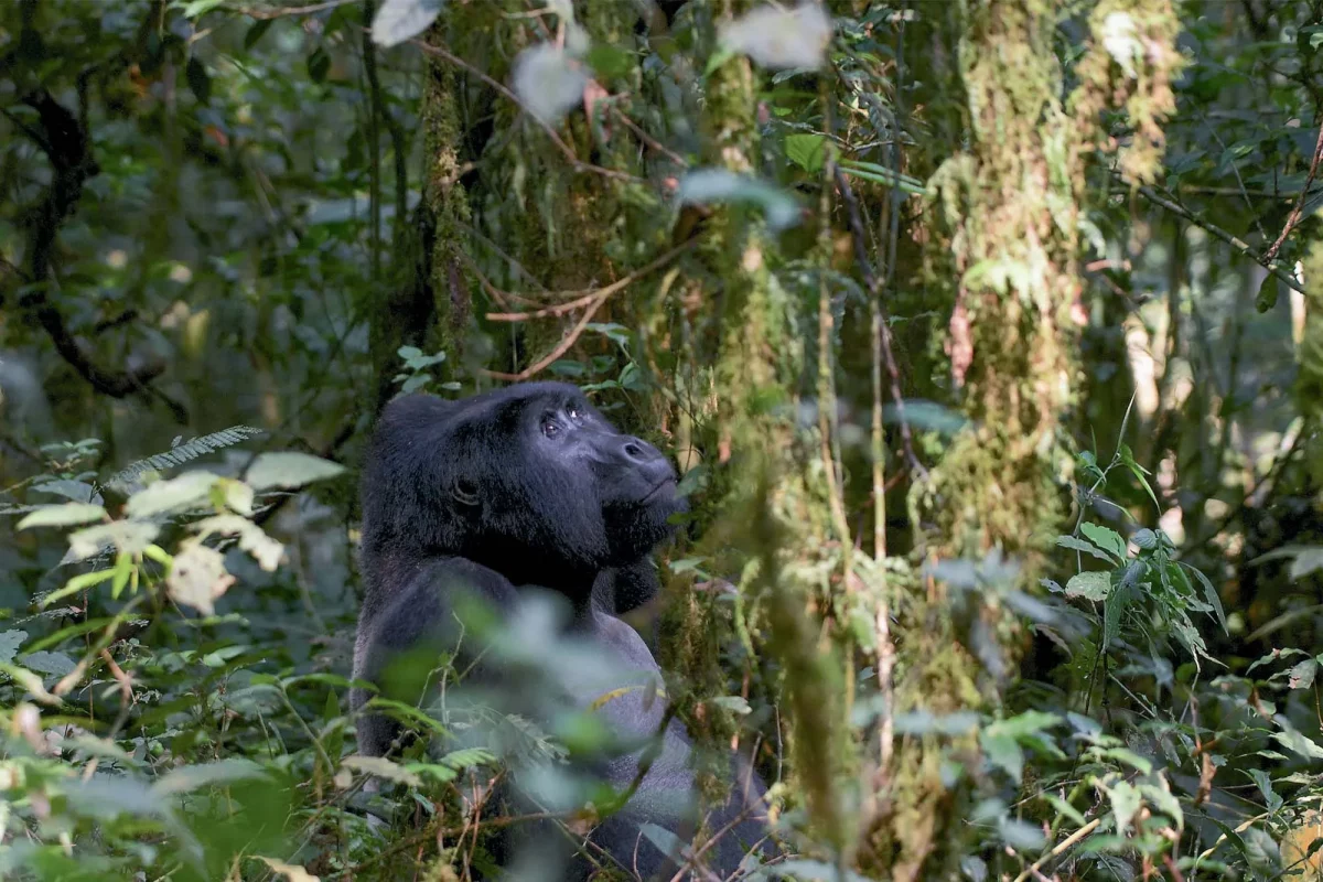 3 Days Fly-In Gorilla Safari Uganda