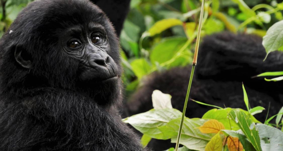 3 Days Fly-in Gorilla Safari Uganda.