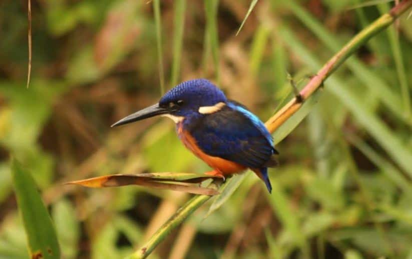 5 Days Uganda Birding Tour - Sheobills & Green Breasted Pitta