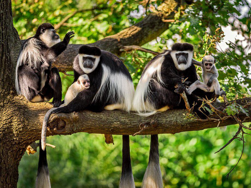 8 Days Uganda Wildlife Safari, Primates,