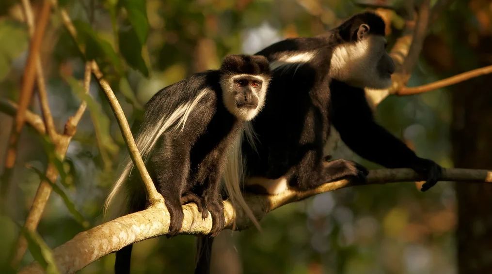 Bwindi Impenetrable National Park