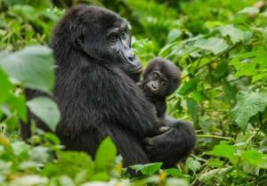 A mother gorilla and baby gorilla in Bwindi Impenetrable National Park-min