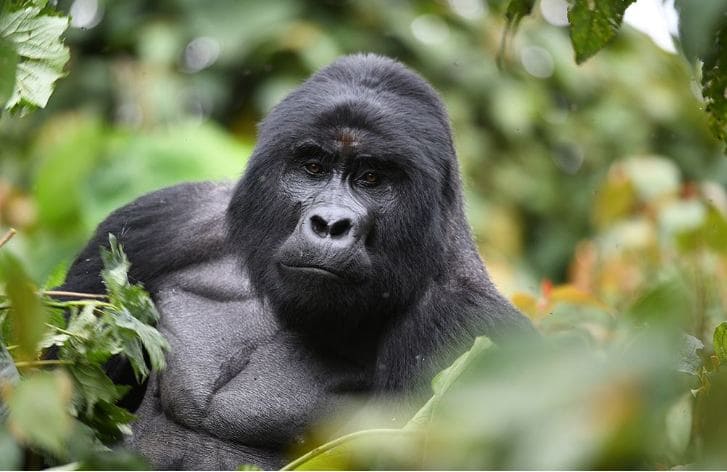 Best Time To Visit Gorillas In Uganda