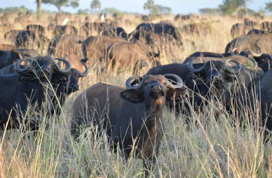 Buffaloes In Kidepo Valley National Park