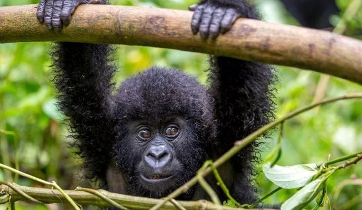 8 Days Uganda Wildlife, Primates, & Cultural Safari