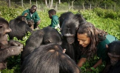 Ngamba Island Chimpanzee Sanctuary