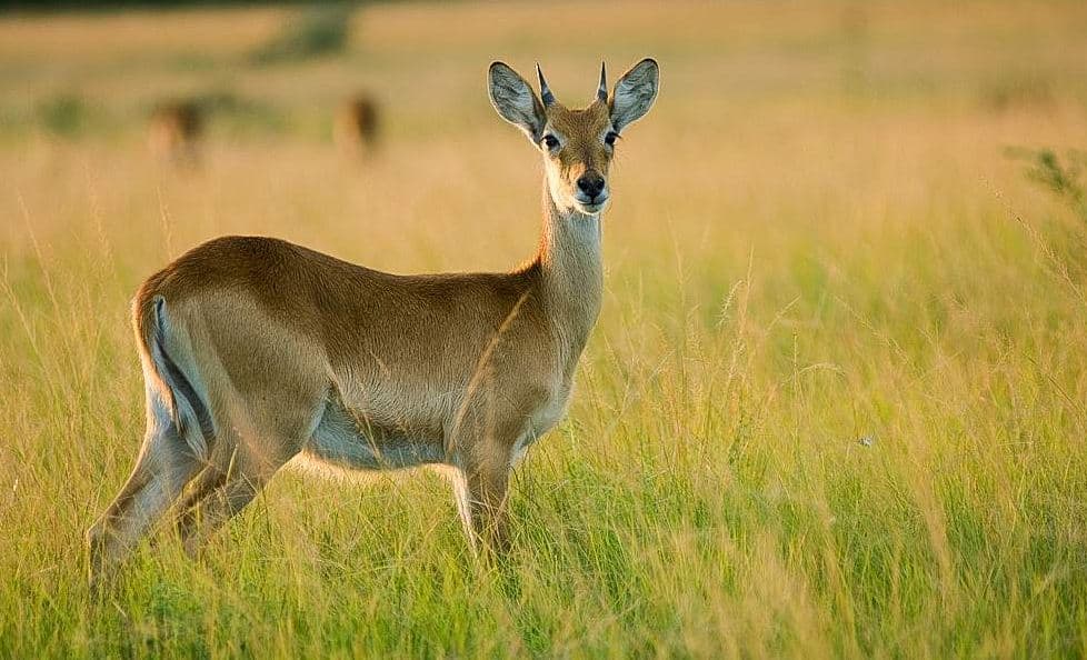 Queen Elizabeth National Park