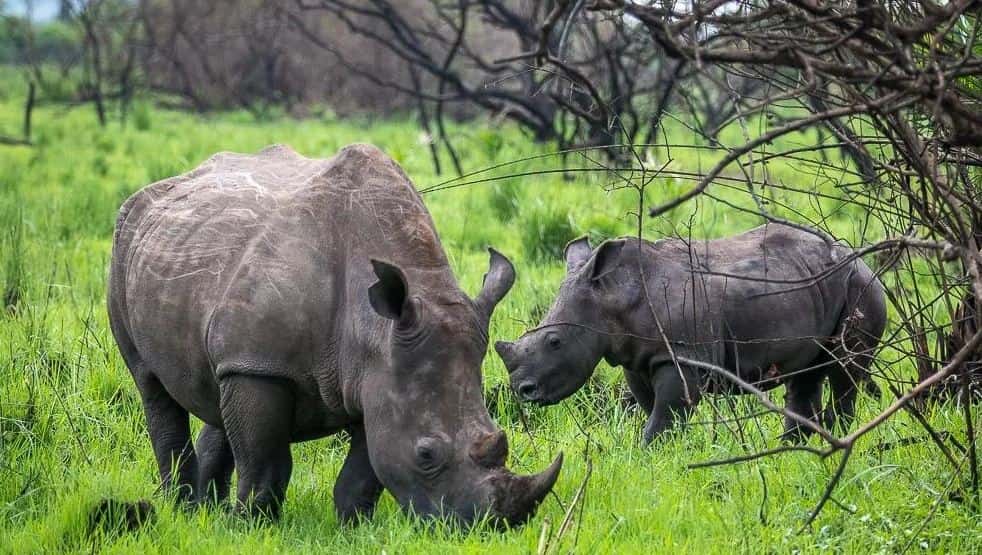 Rhinos In Ziwa Rhino Sanctuary-min