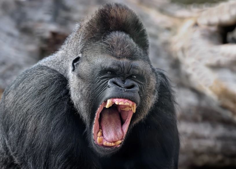 Silverback gorilla teeth, Silverback Gorilla Strength