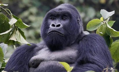 The Mountain Gorilla Facts You Need To Know