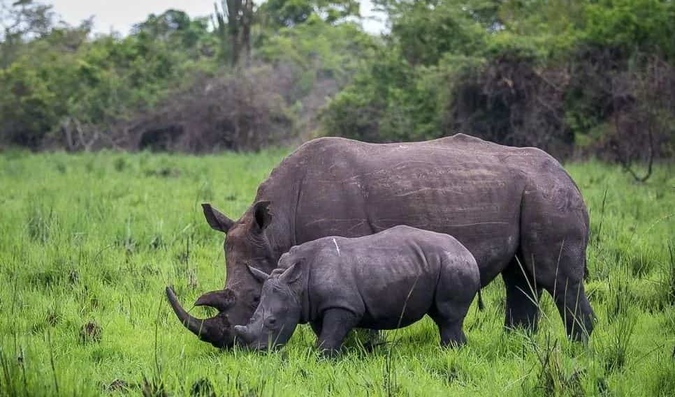 Ziwa Rhino Sanctuary Rhinos-min