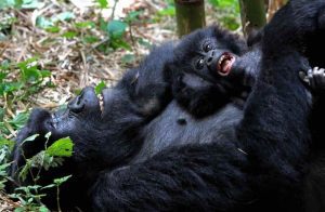 Bwindi Impenetrable National Park