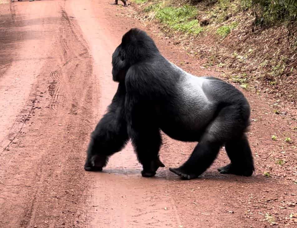 Gorilla Trekking In Africa