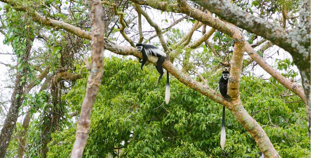 Mantled Guerezas are one of the many primates in Semuliki National Park-min