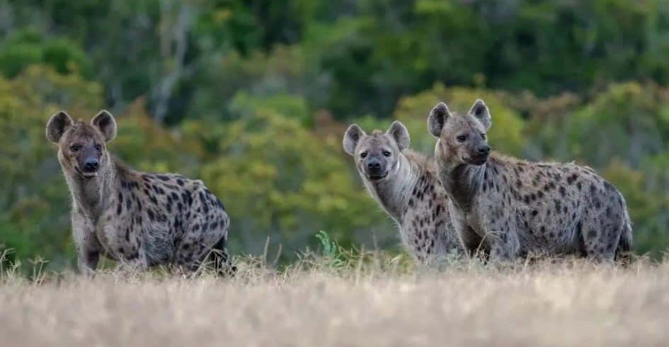 Spotted hyena in Murchison Falls National Park