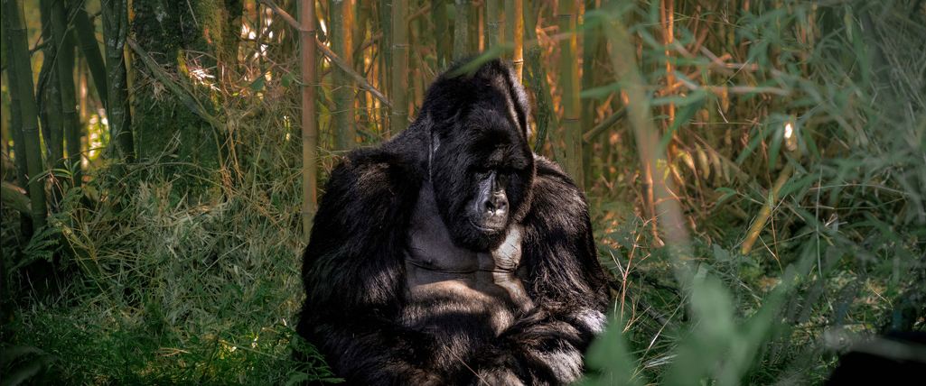 Uganda safaris tours