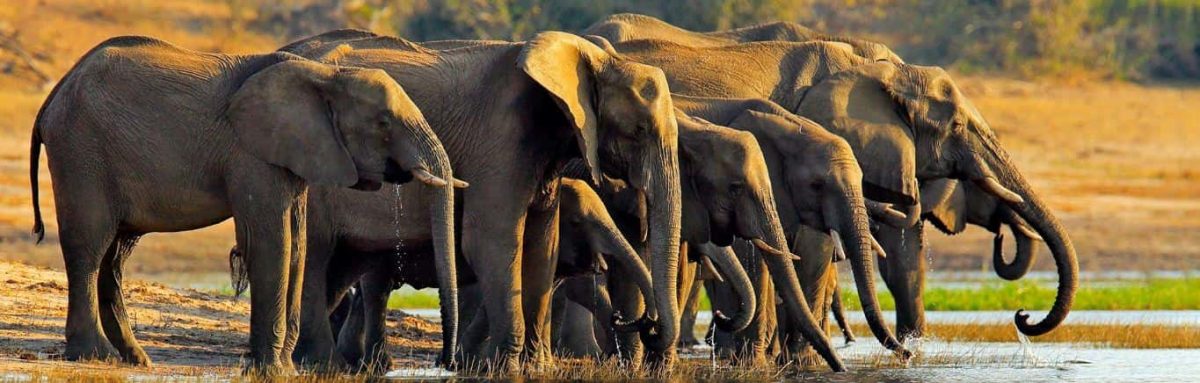 wildlife safaris in Uganda