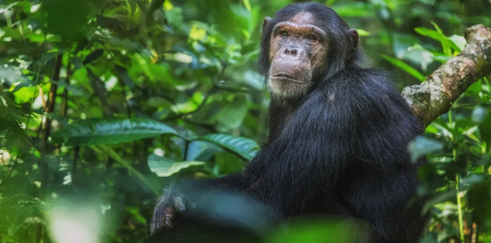 2 Days Uganda Chimpanzee trekking tour