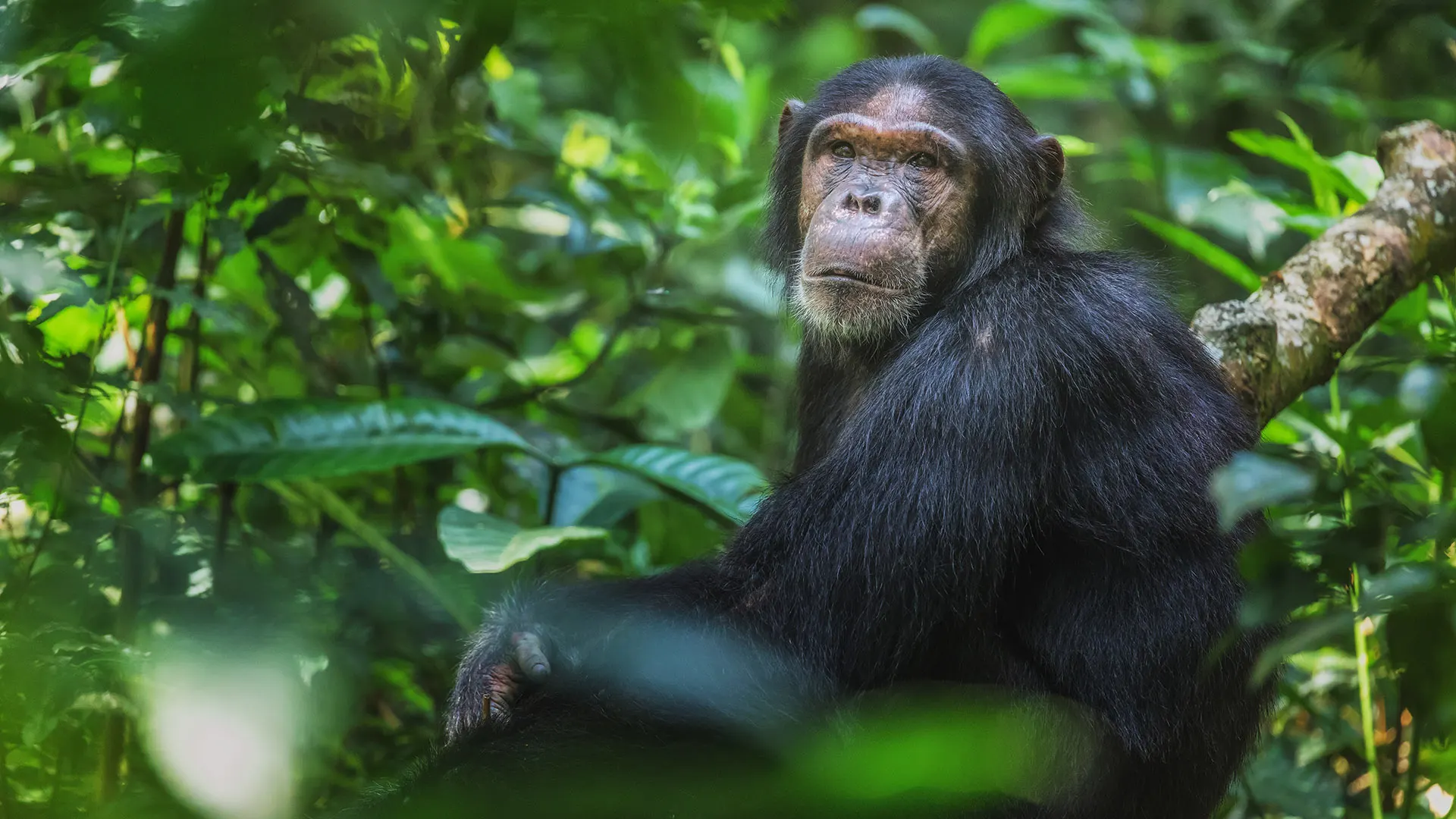 2 Days Uganda Chimpanzee trekking tour