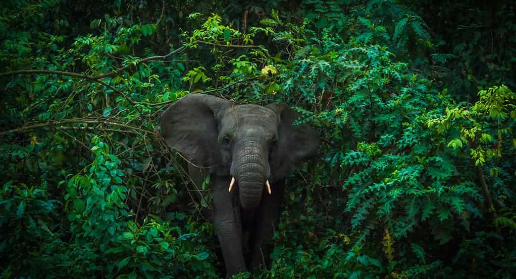 Elephant In Kibale Forest National Park