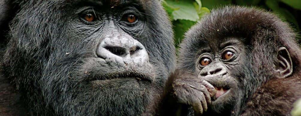 Gorilla trekking permit Rwanda